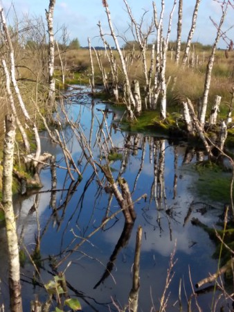 Weiteveen - Bargerveen 2